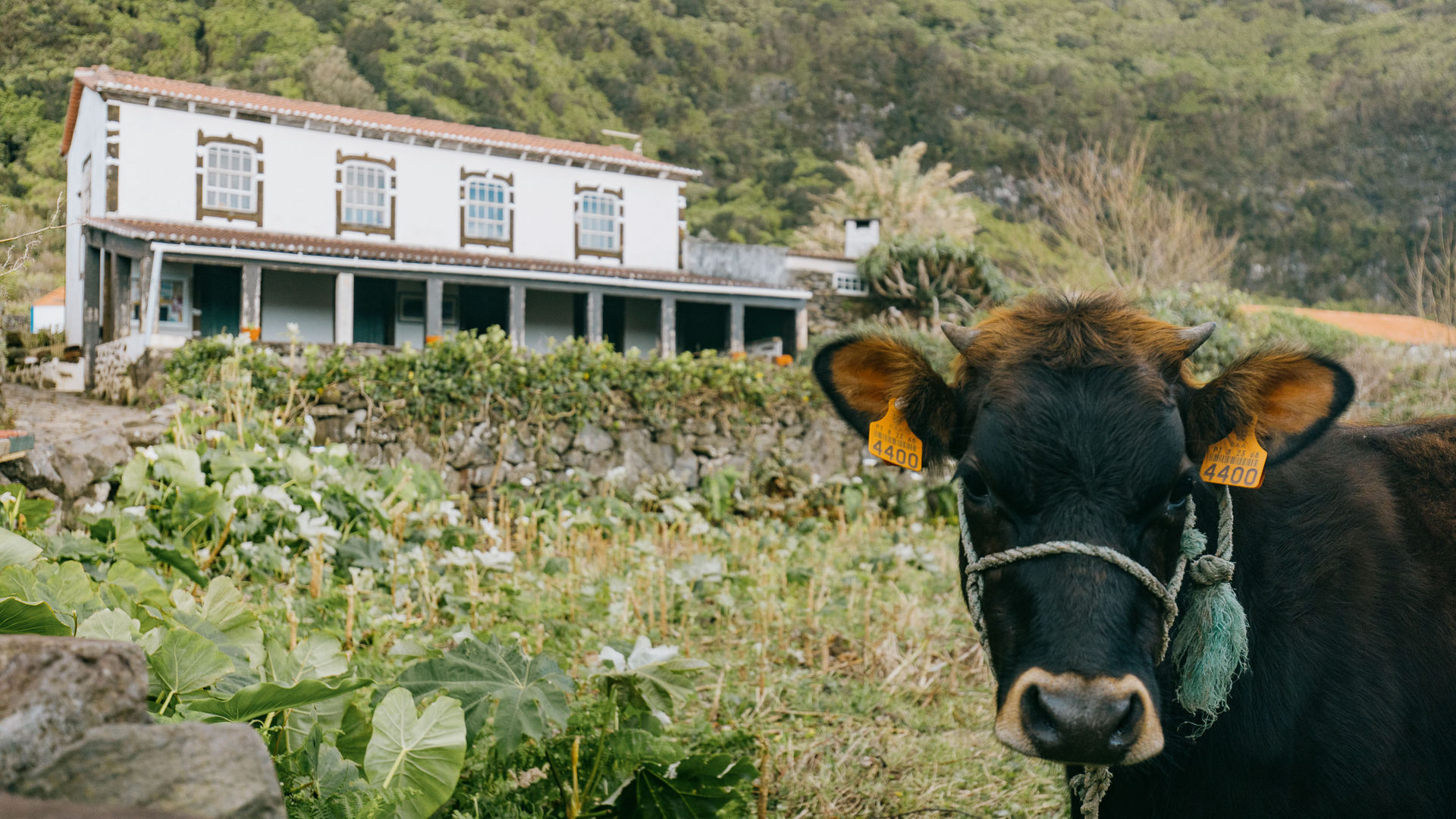 Restaurante O Borges, Ilha de São Jorge