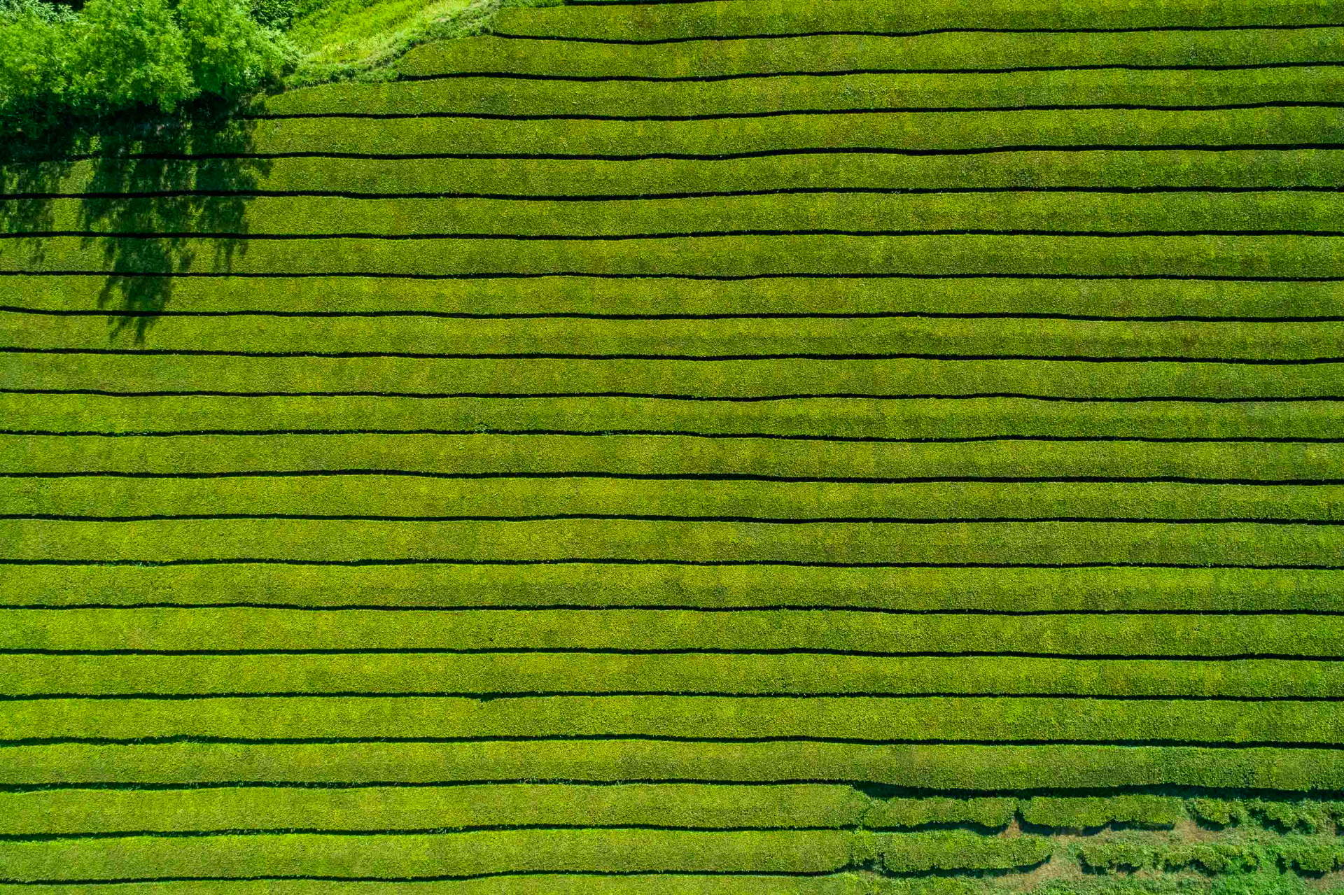 Plantação de Chá da Gorreana
