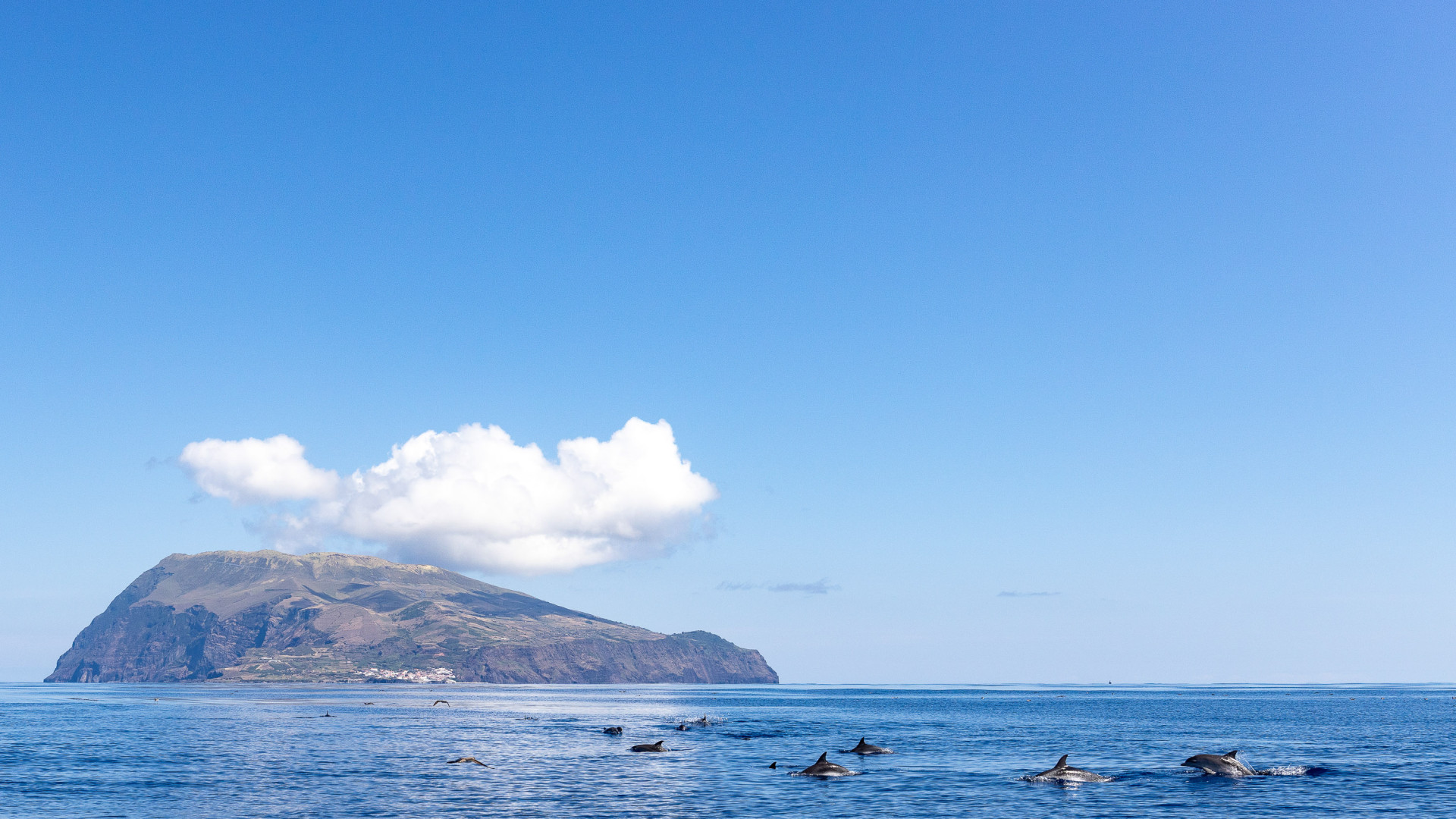 Viagem de Barco ao Corvo com saída das Flores