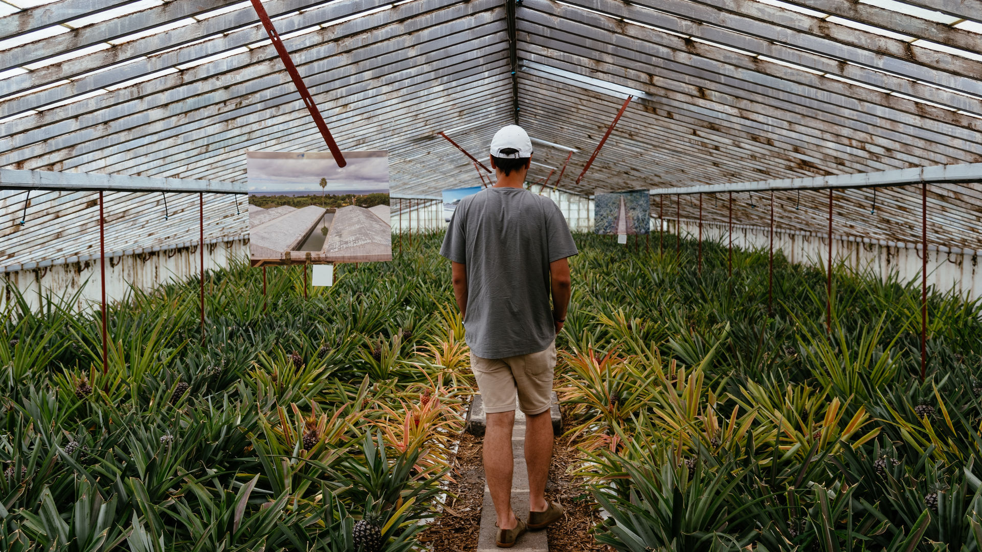 Plantação de Ananás