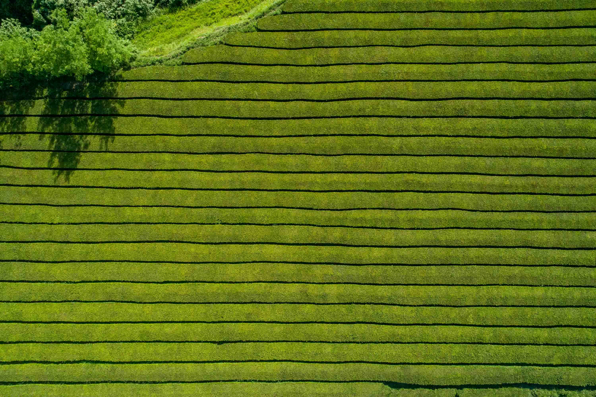 Plantação de Chá da Gorreana, Maia