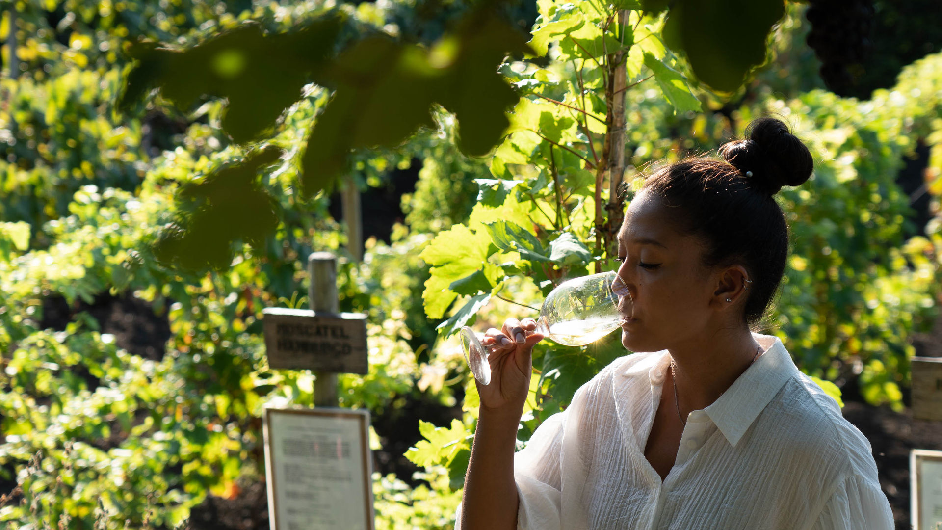 Museu do Vinho, Ilha Terceira
