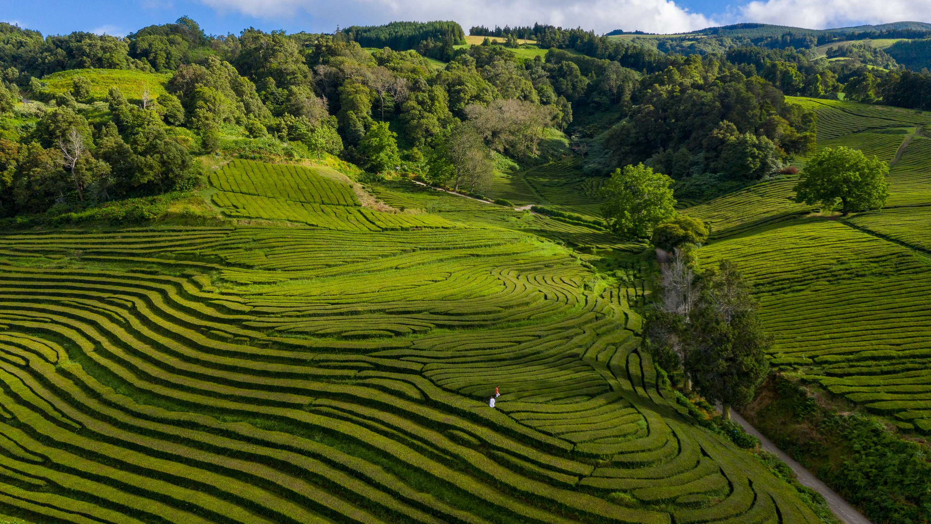 Plantação de Chá da Gorreana, Ilha de São Miguel