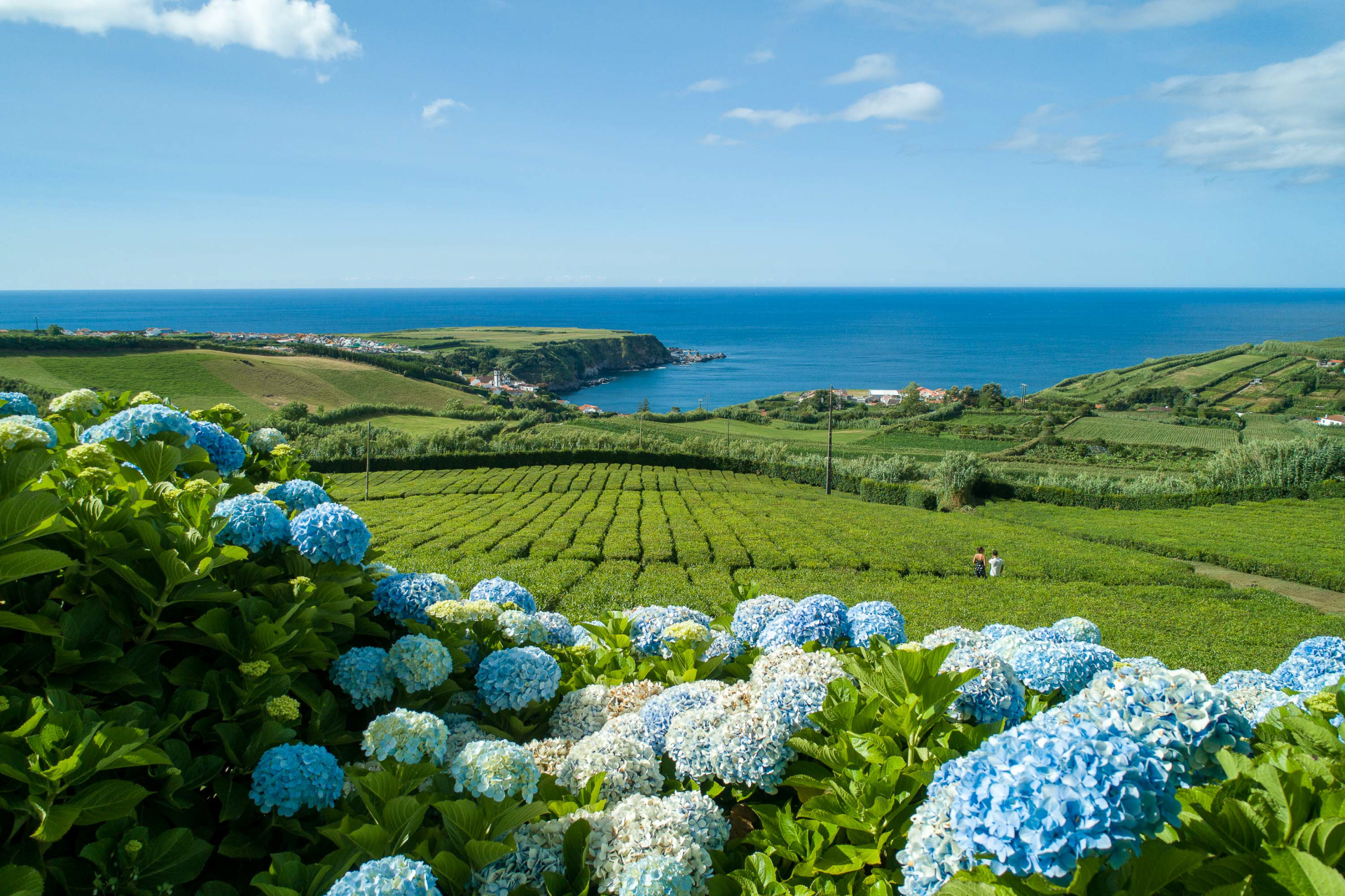 Chá do Porto Formoso, Ilha de São Miguel