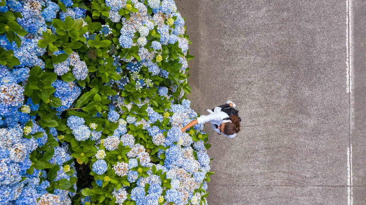 Rua das Hortênsias, Sete Cidadeds, ha de São Miguel