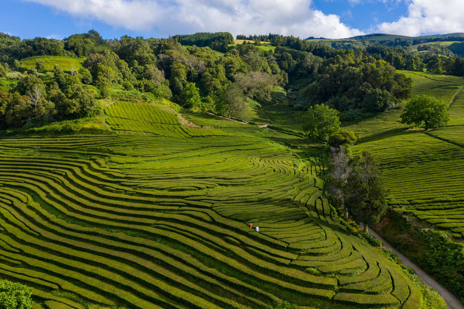 Plantações de Chá da Gorreana, Ilha de São Miguel