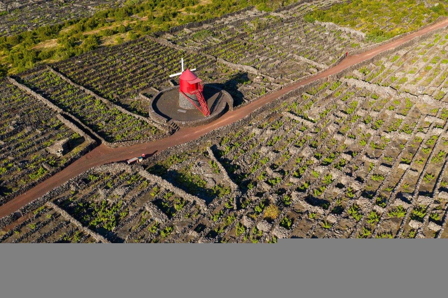 Vinhas da Criação Velha, Ilha do Pico