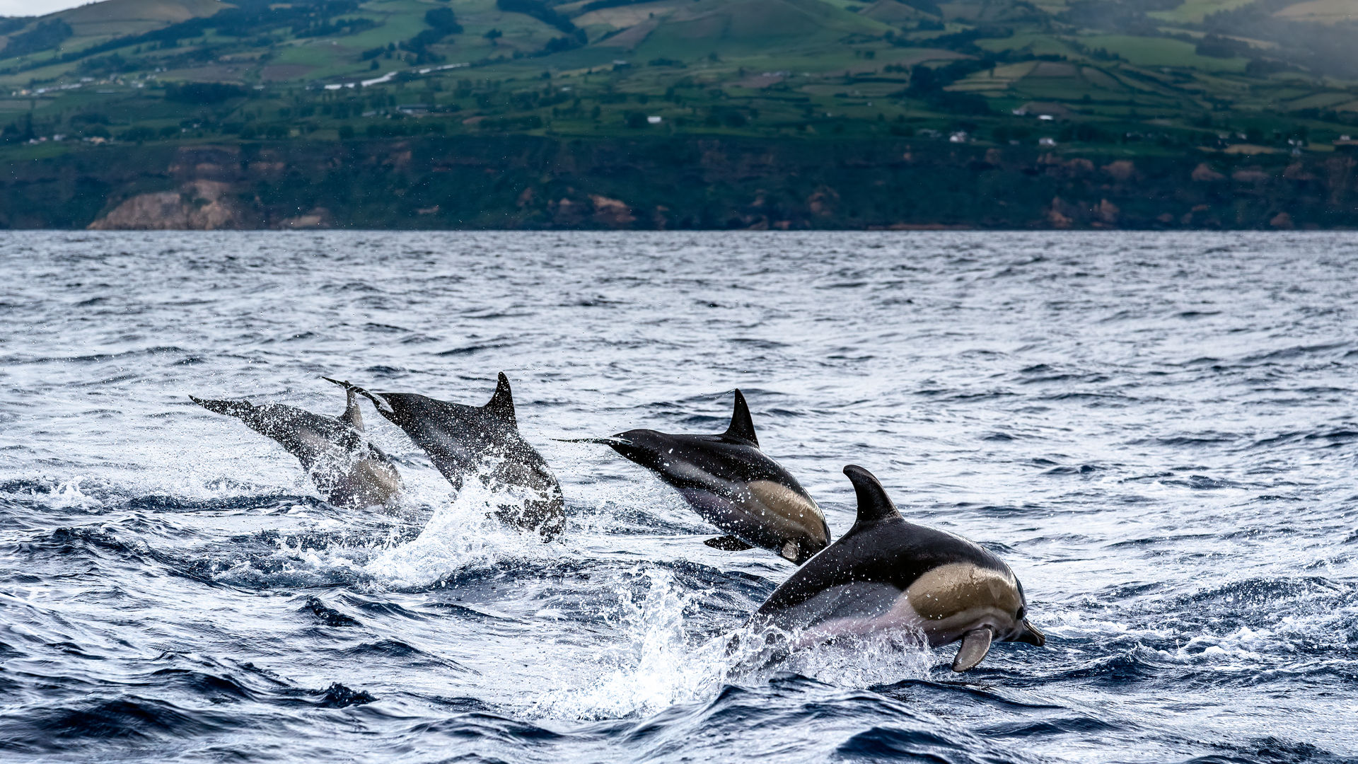Observação de Baleias e Golfinhos, Ilha de São Miguel
