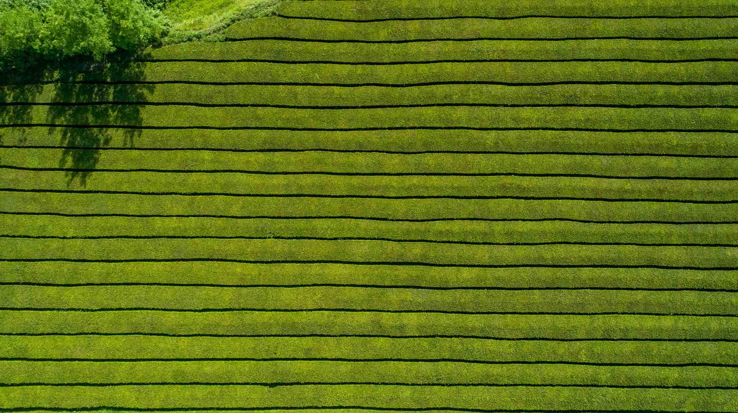 Plantação de Chá da Gorreana, Ilha de São Miguel