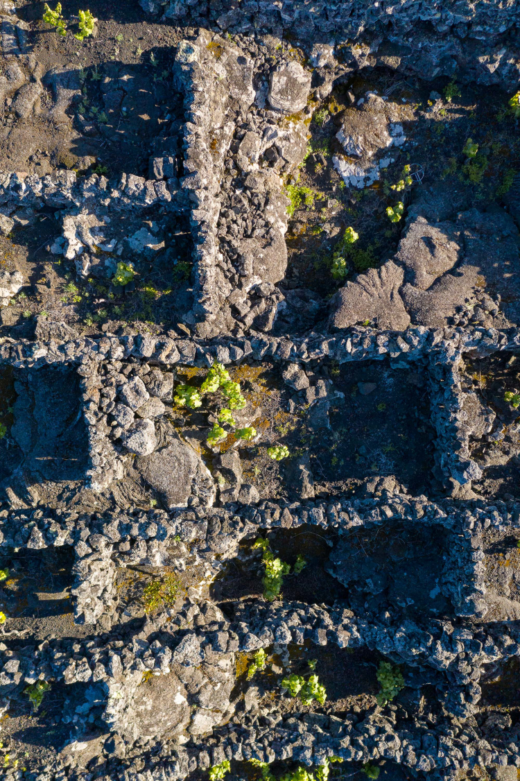 Vinhas tradicionais, Pico