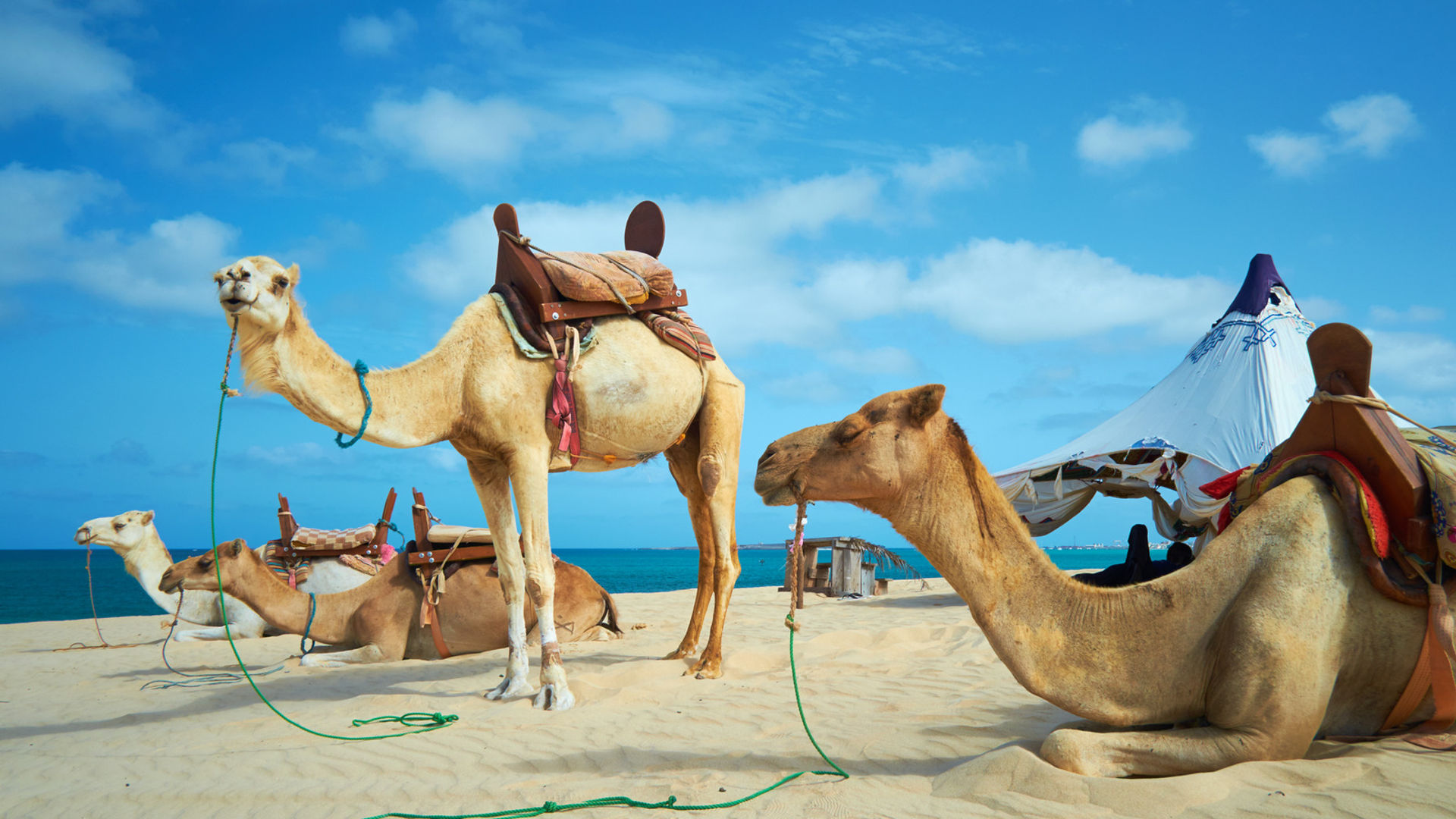 Camelos nas Praias de Boa Vista ©simonbradfield