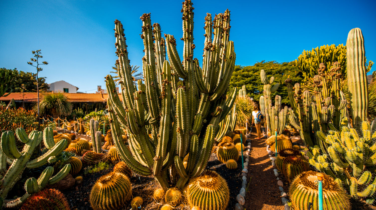 Jardim de Cactos