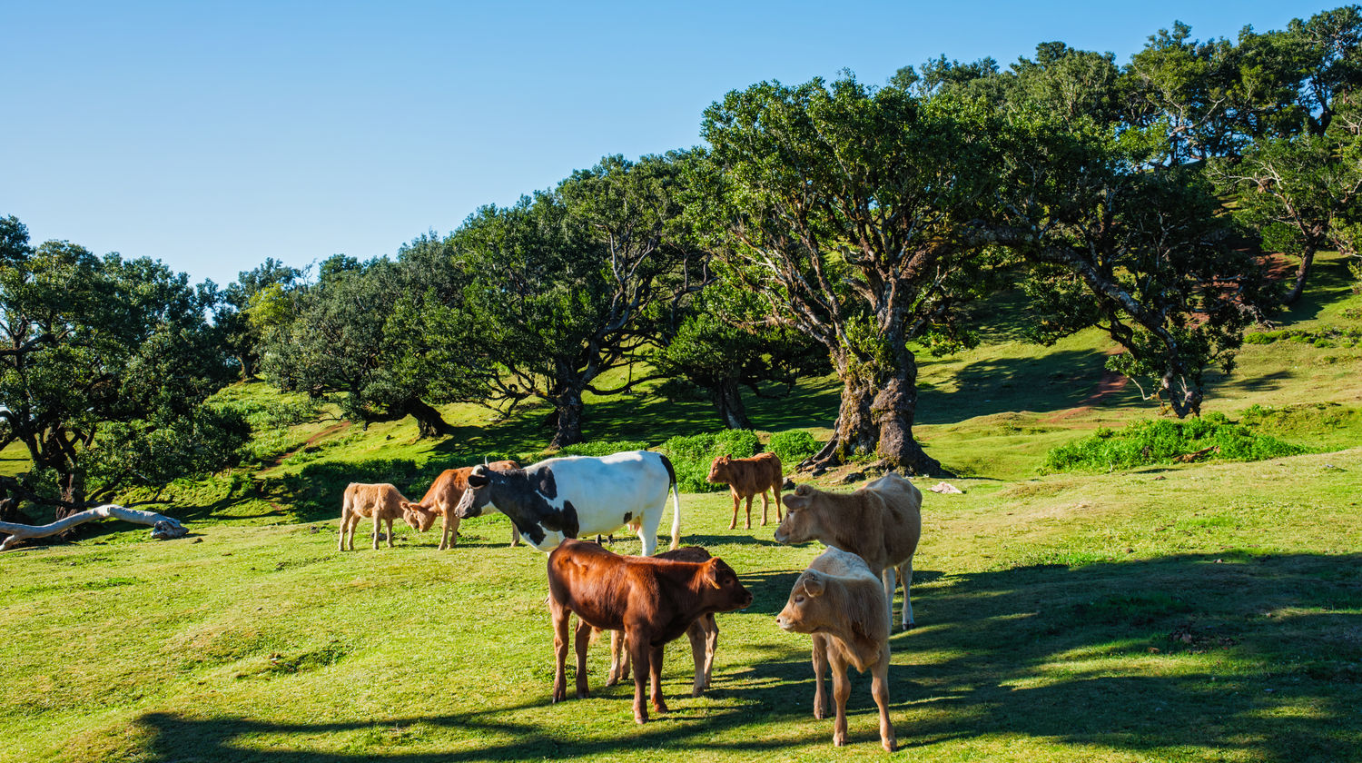 Floresta Fanal