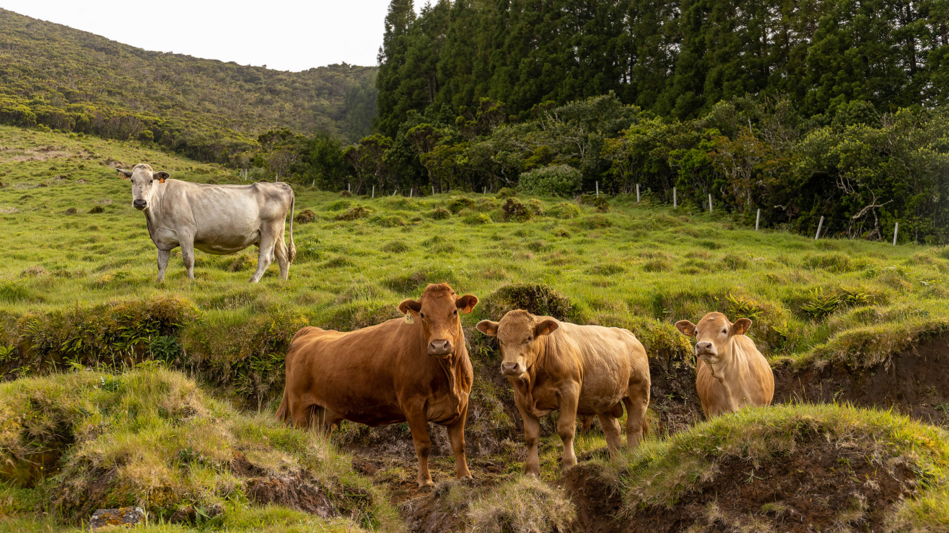 Vacas na Ilha do Pico