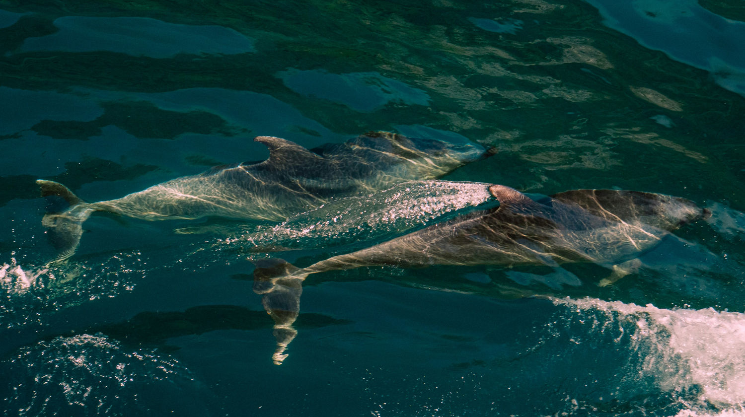 Dolphin Watching