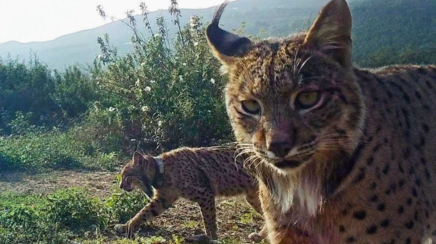 <p><strong>Iberian Lynx Hike - Included</strong></p>
