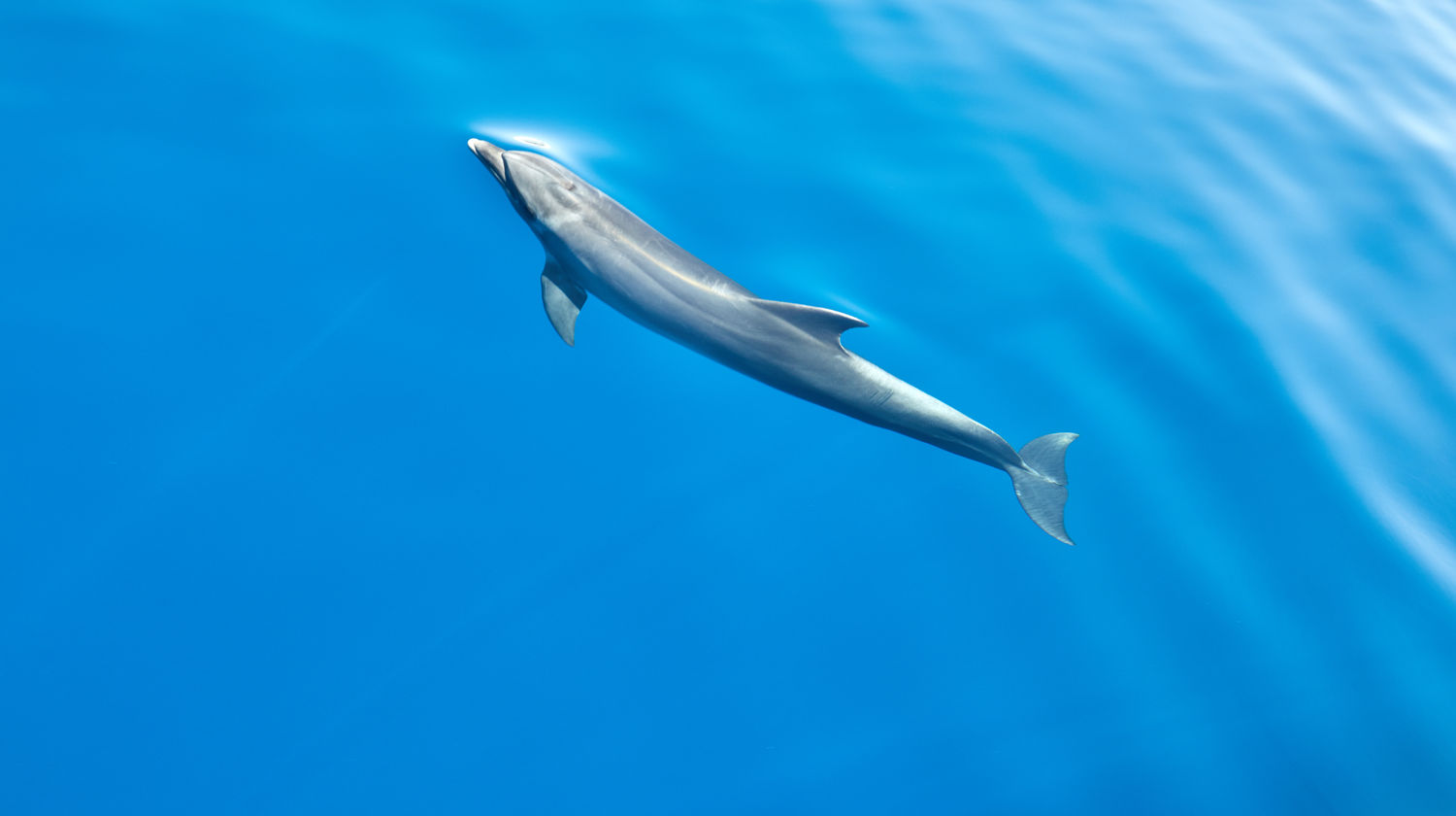 Dolphin Watching