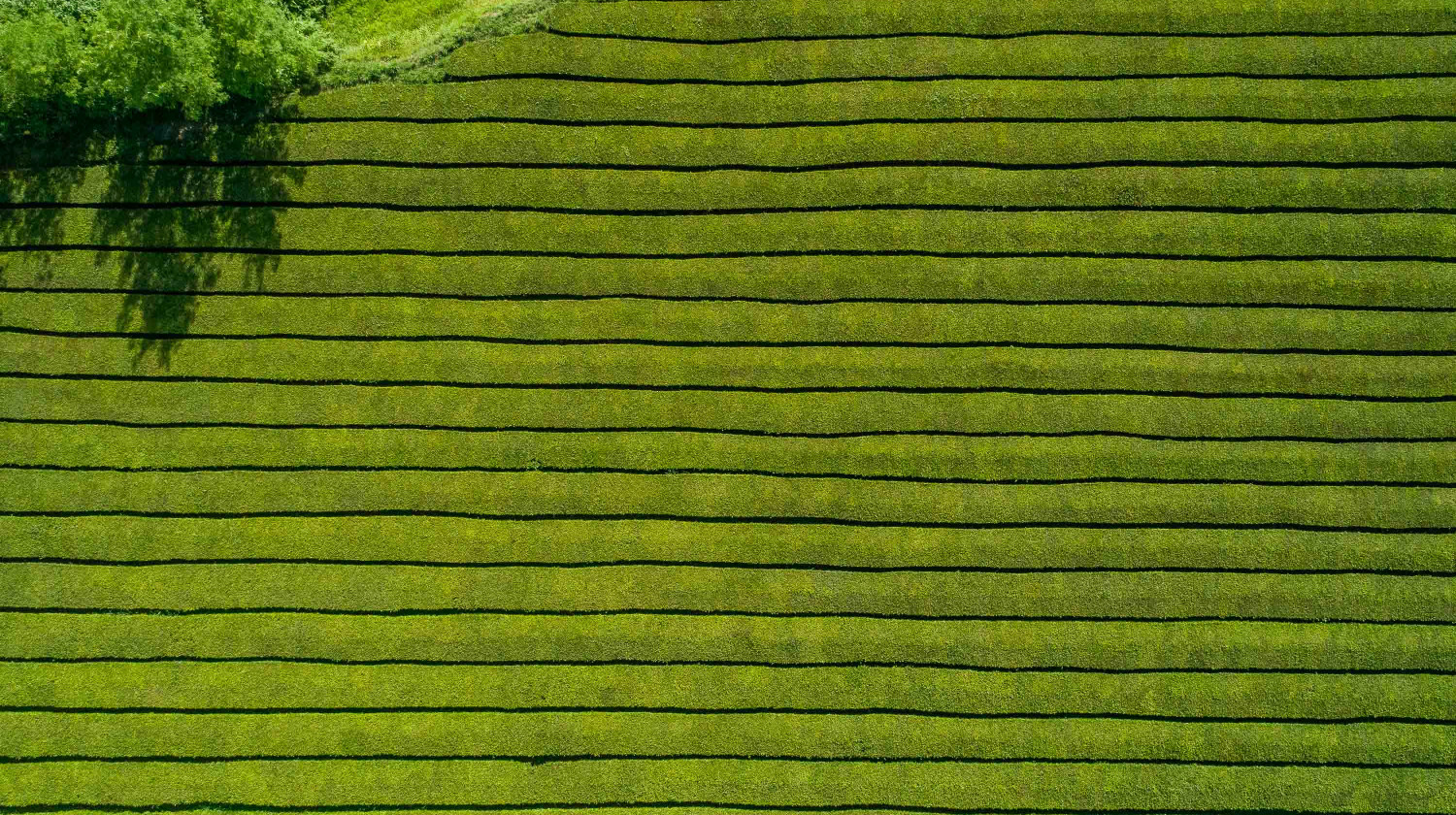 Gorreana Tea Plantations, São Miguel Island