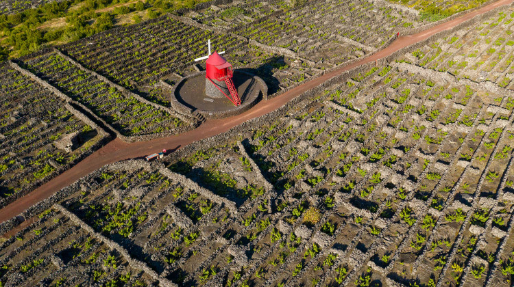 Criação Velha Vineyards – UNESCO Landscape in Pico