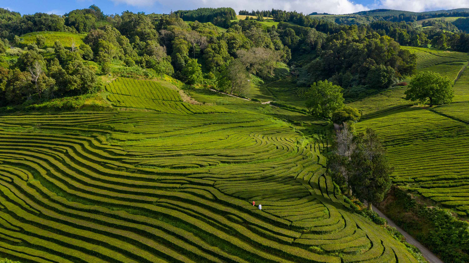 Gorreana Tea Plantation, Maia, Portugal