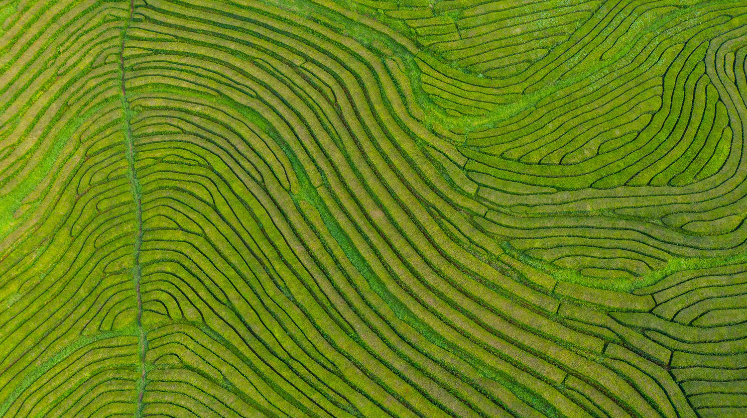 Aerial View of Gorreana Tea Plantations