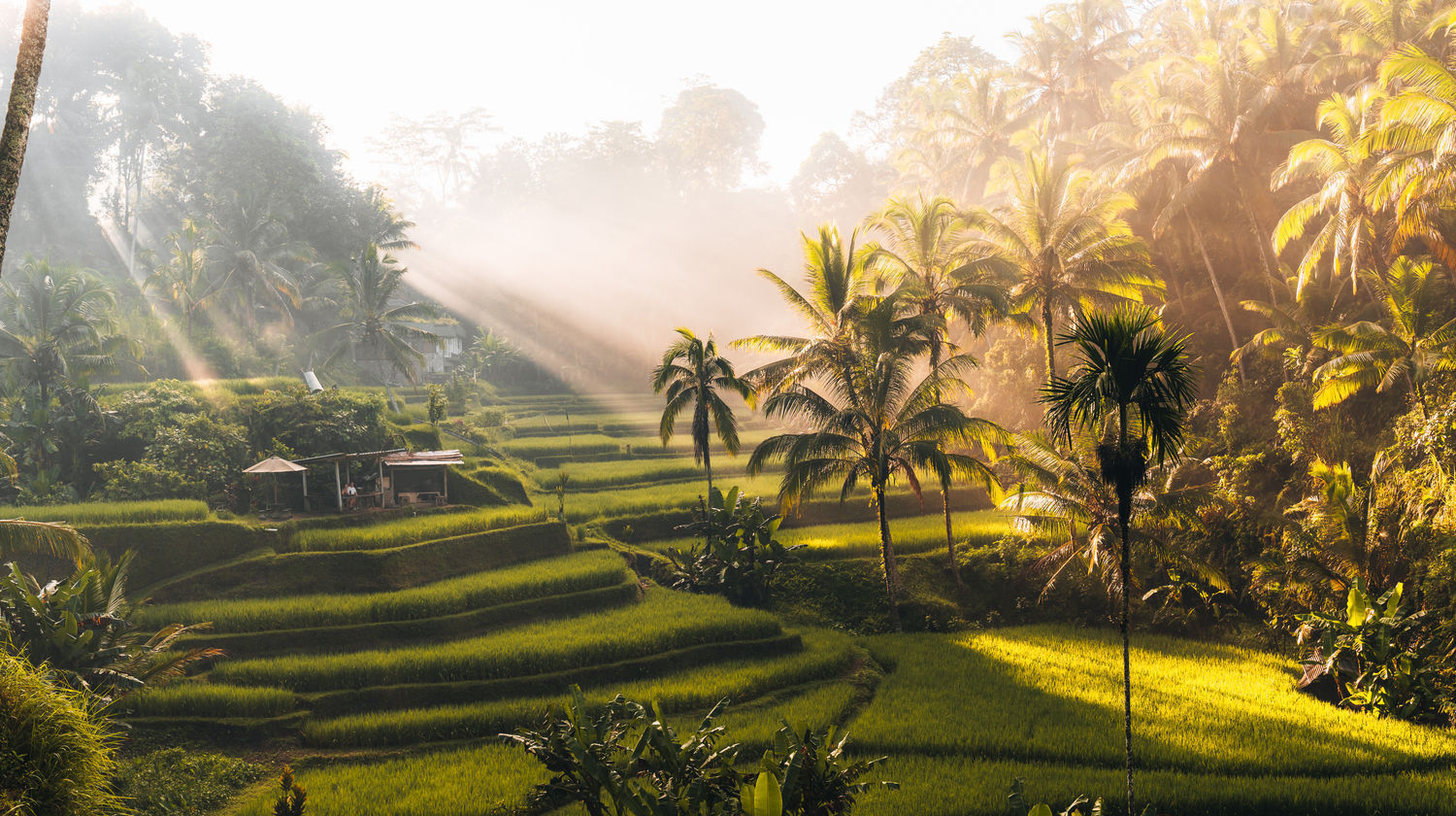 Tegalalang Rice Terraces, Ubud, Indonesia
