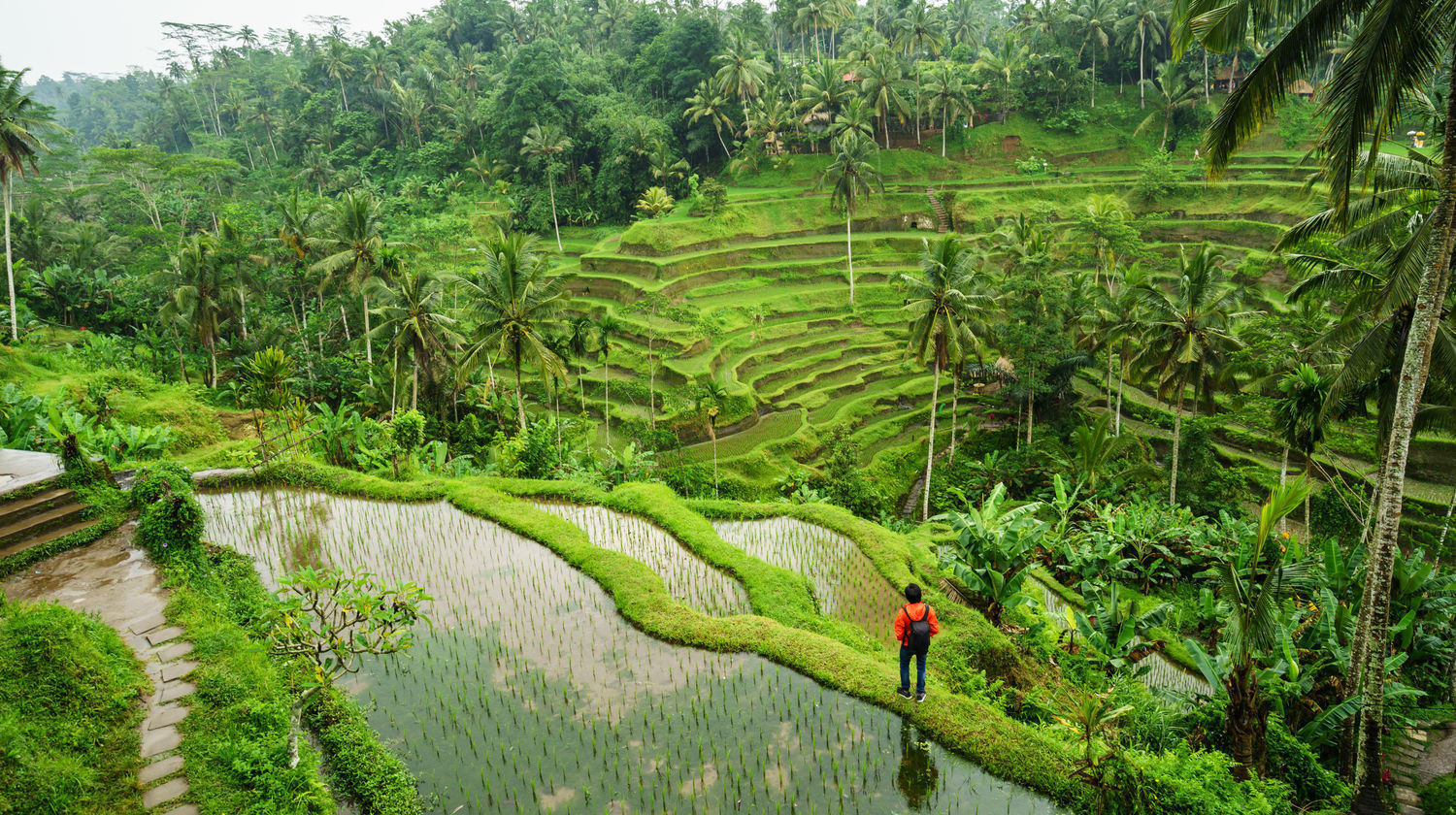 Tegalalang Rice Terraces, Ubud, Indonesia