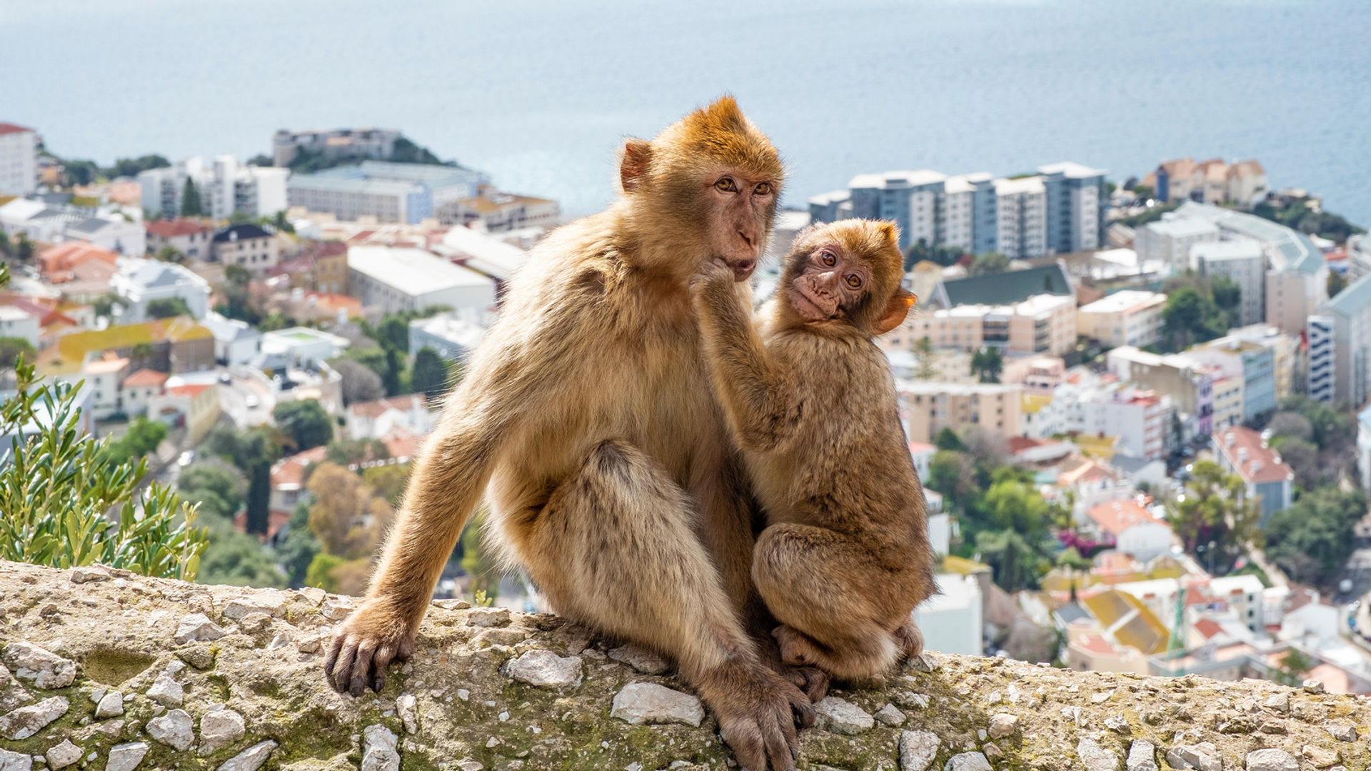 Gibraltar apes