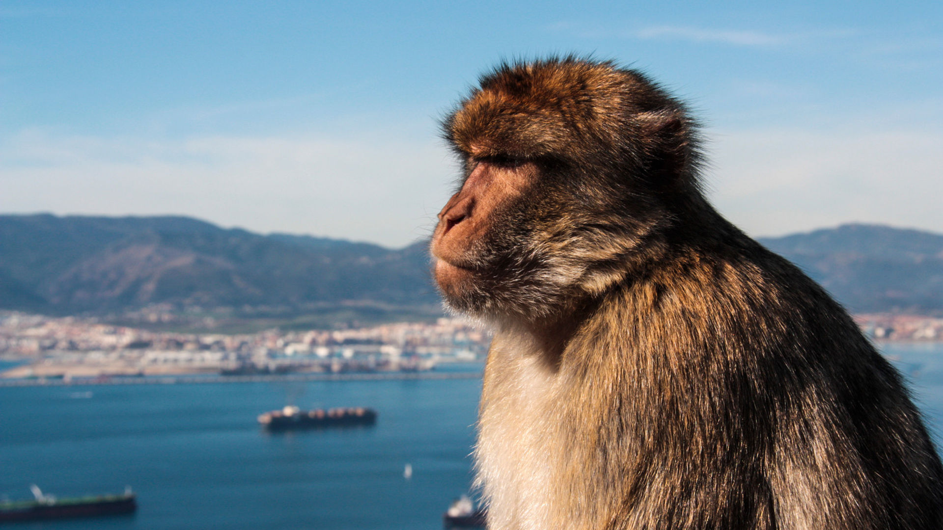 Gibraltar macaque