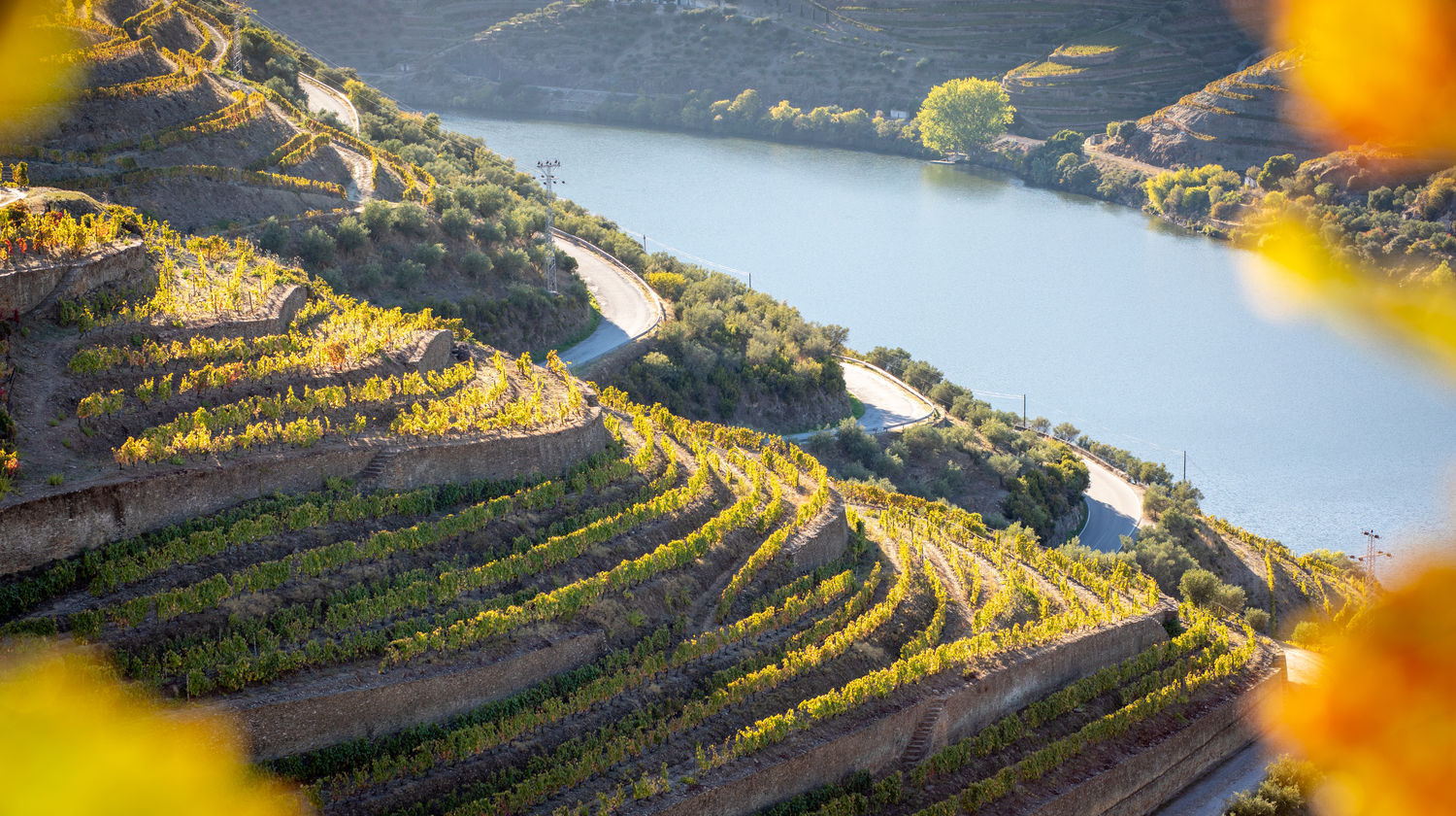 Douro Valley Vineyards