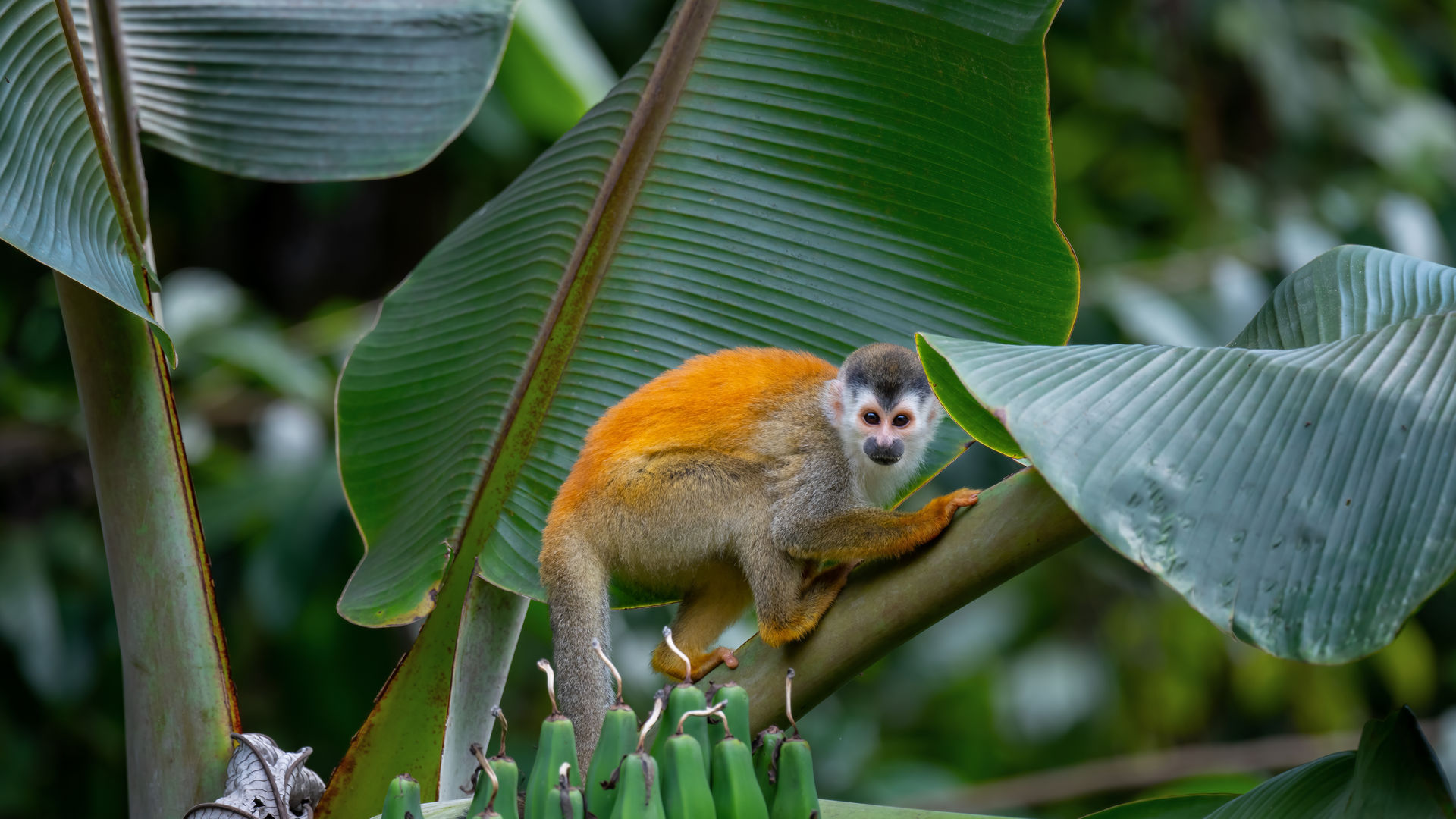 Costa Rica
