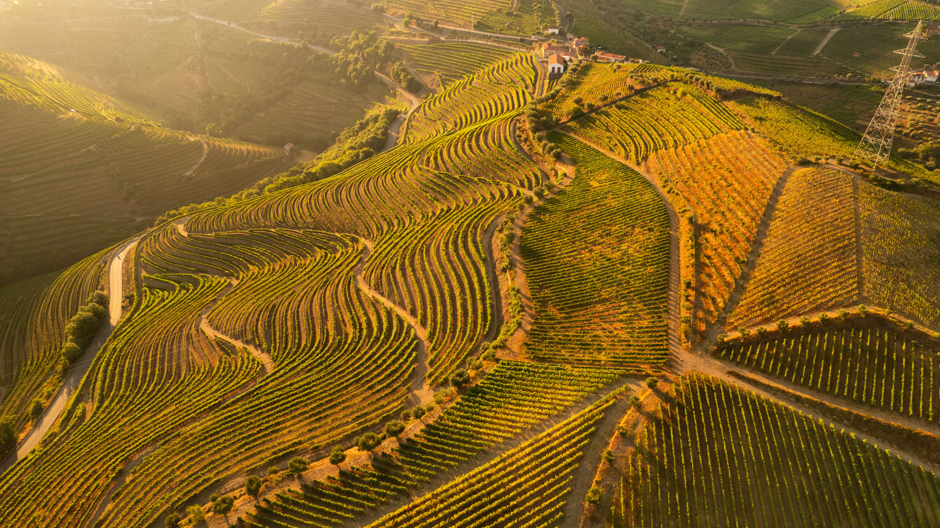 The Golden Vineyards of the Douro Valley