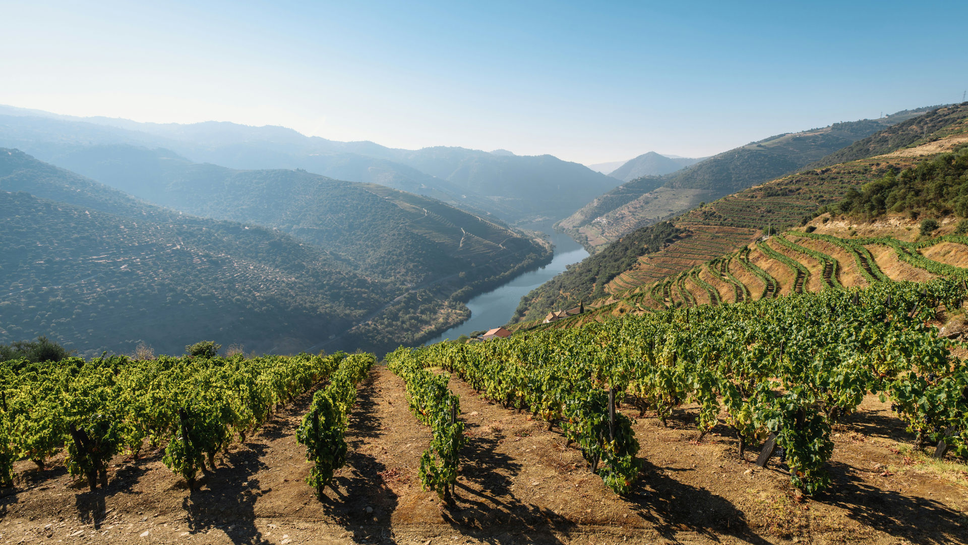 Douro Vineyards