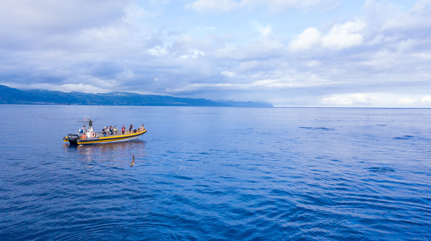 Whale & Dolphin Watching Excursion, São Miguel Island