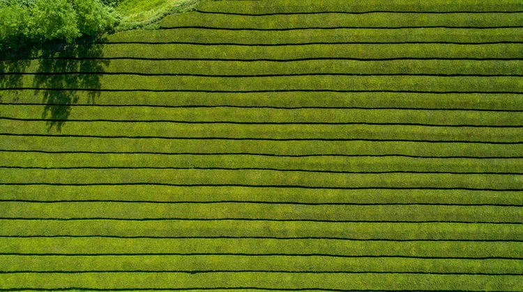 Gorreana Tea Plantatios, São Miguel Island 