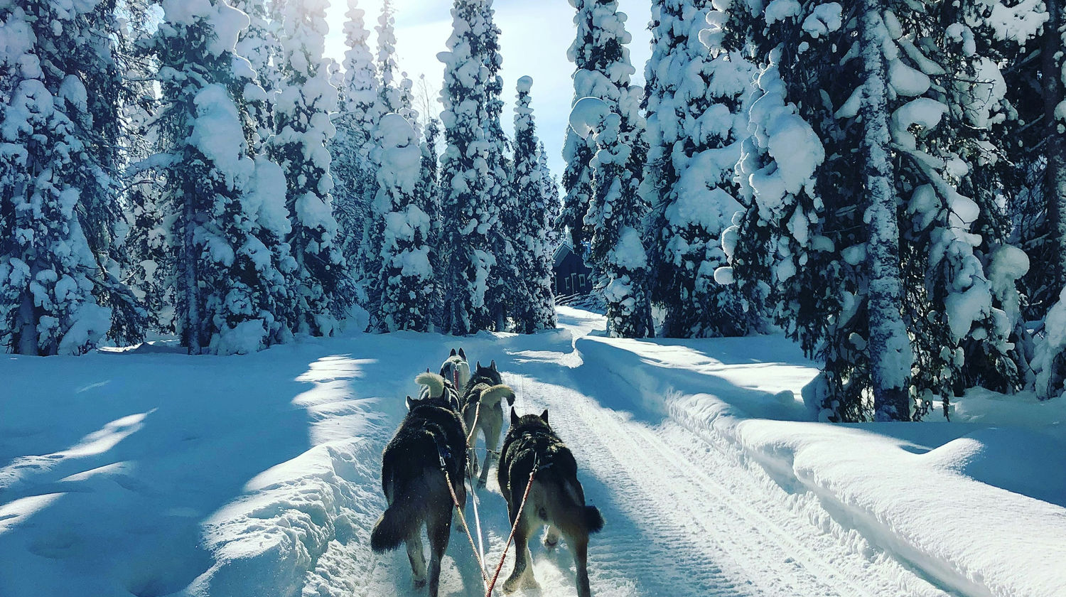 Husky Sled Ride, Rovaniemi, Finland