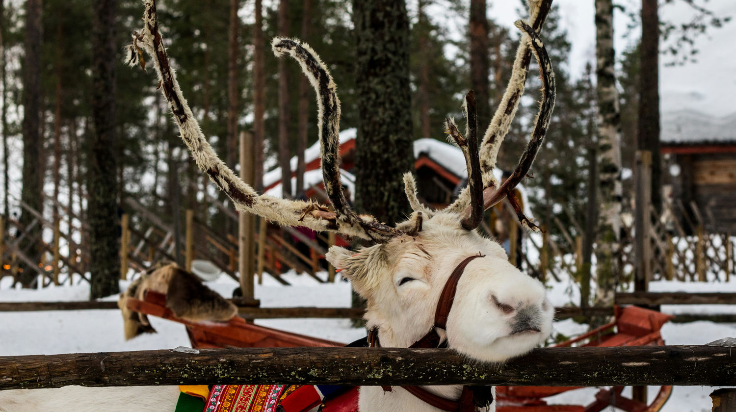 Lapland Reindeer, Rovaniemi, Finland