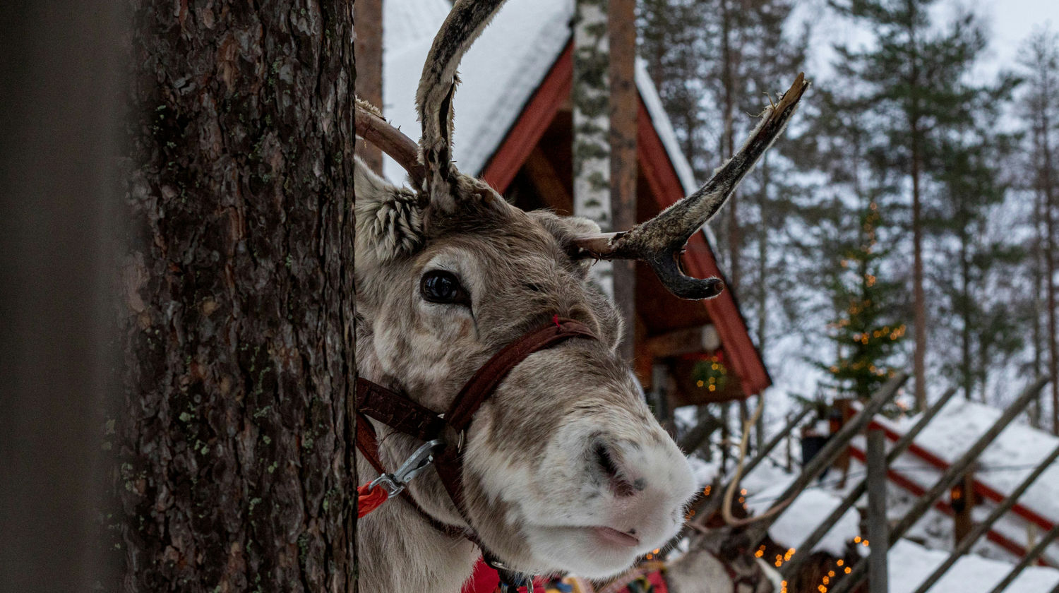 Reindeer Close-Up, Rovaniemi, Finland