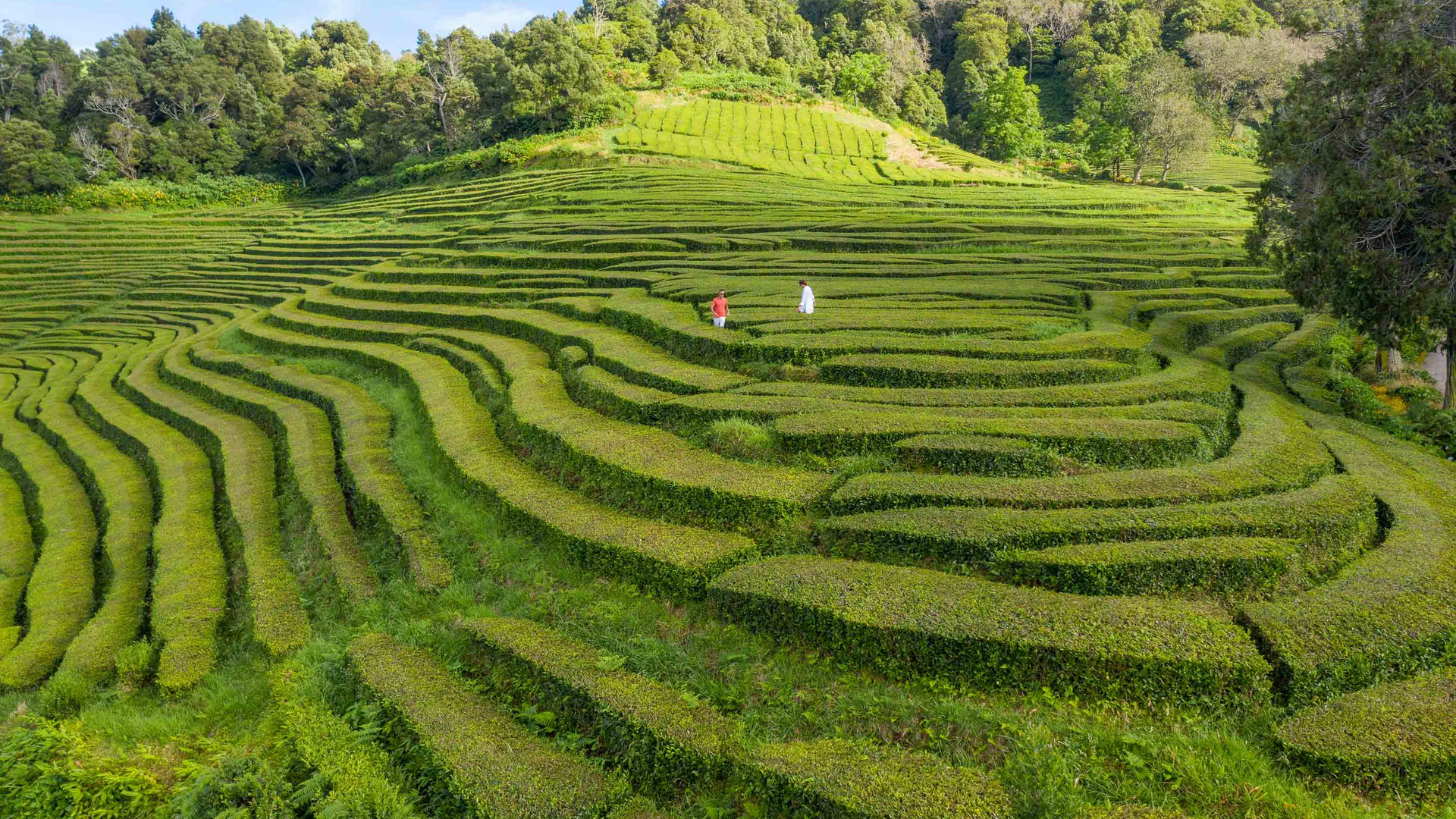 Gorreana Tea Plantations, São Miguel Island