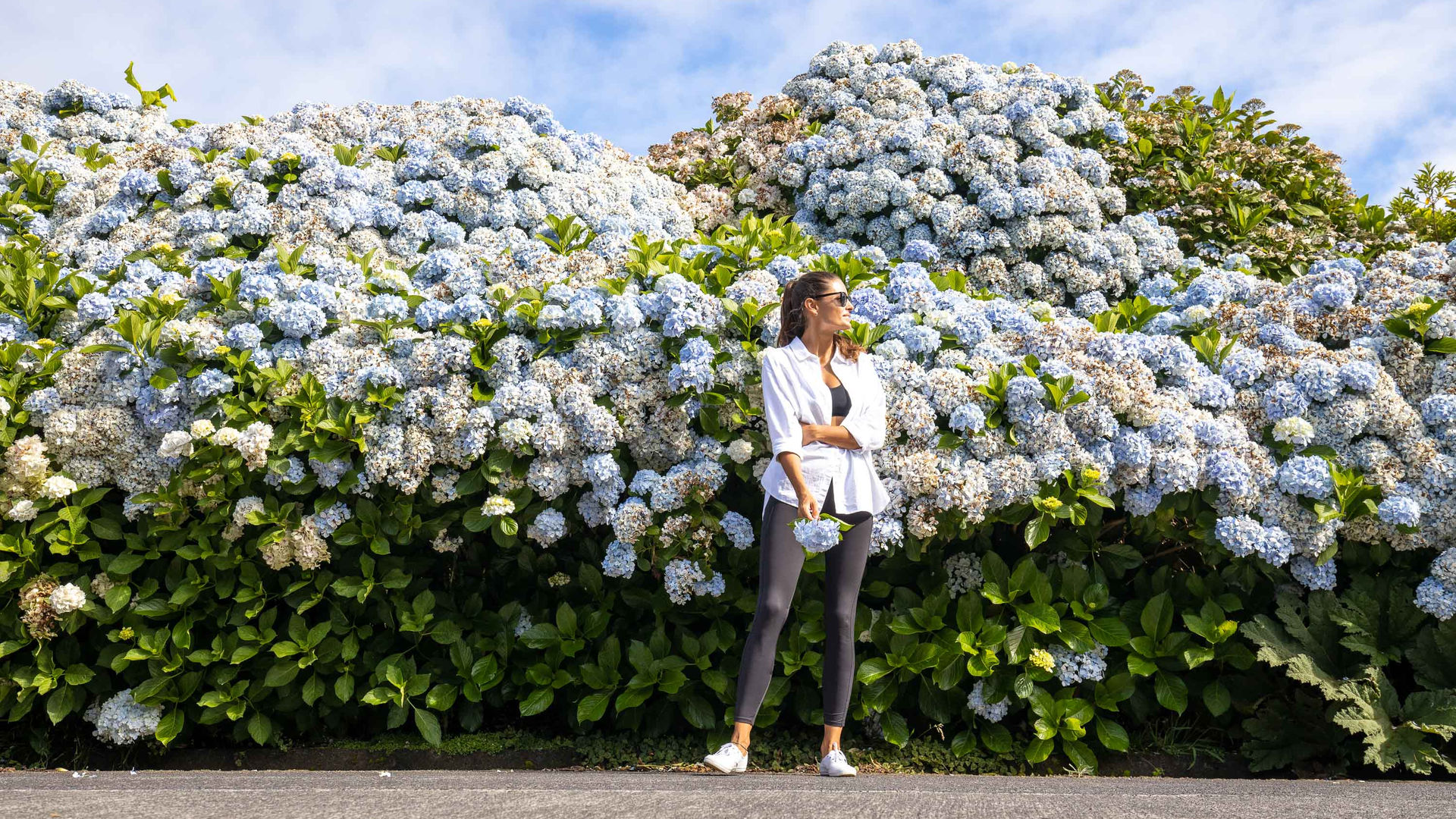 Hydrangeas, São Miguel Island