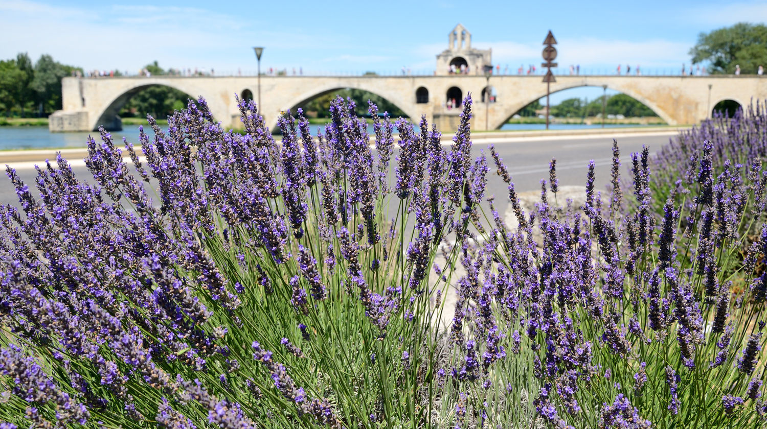 Avignon