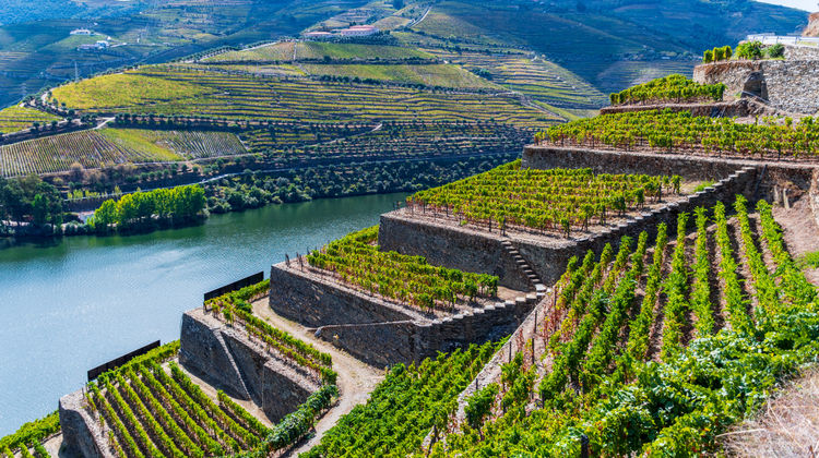 <strong>Douro Wine Tour (Included)</strong>