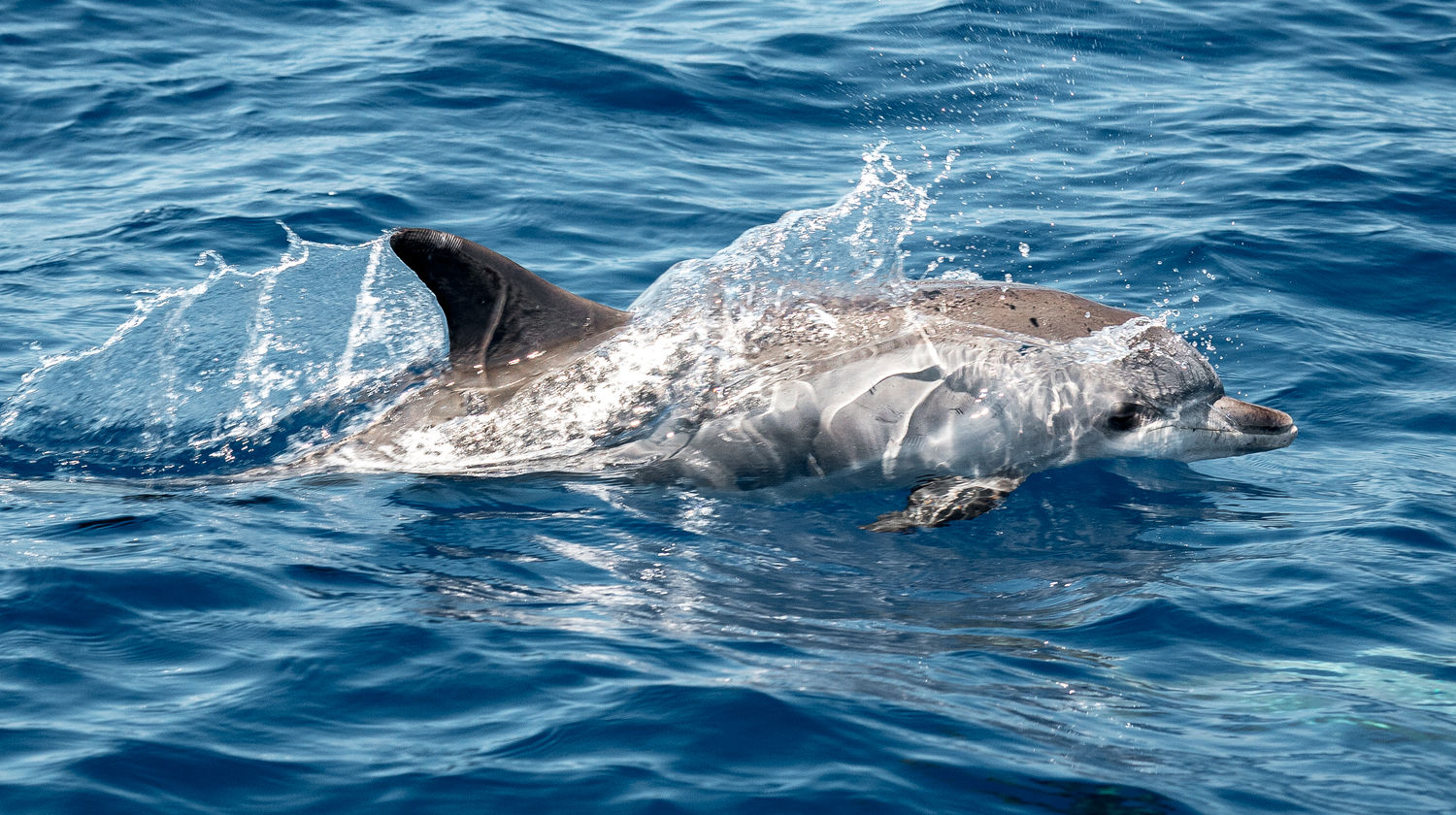 <p><strong>Whale Watching - Catamaran Tour (Included)</strong></p>