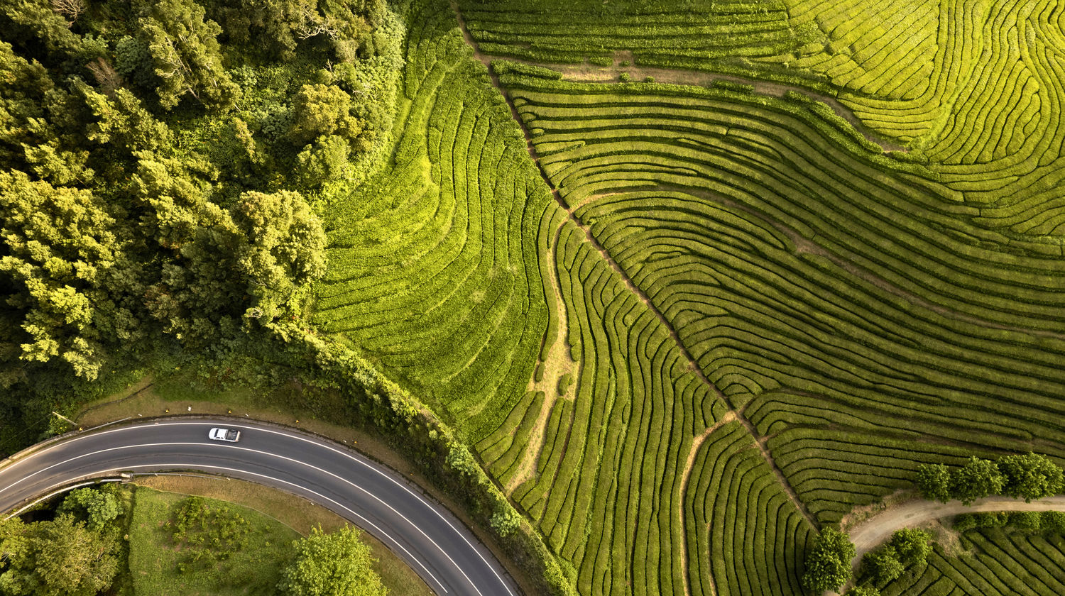 Gorreana Tea Plantations, São Miguel Island