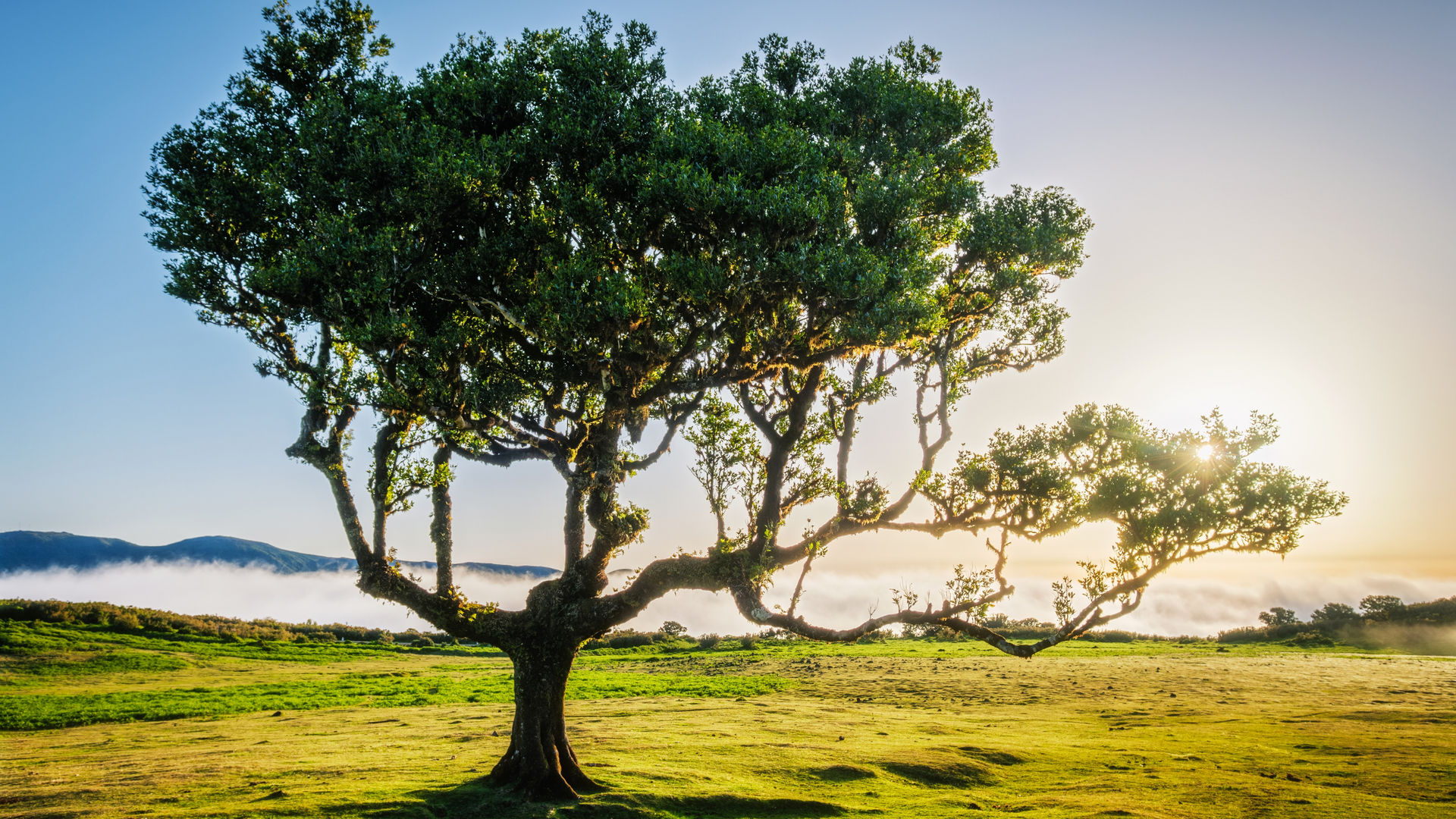 Fanal, Madeira Island