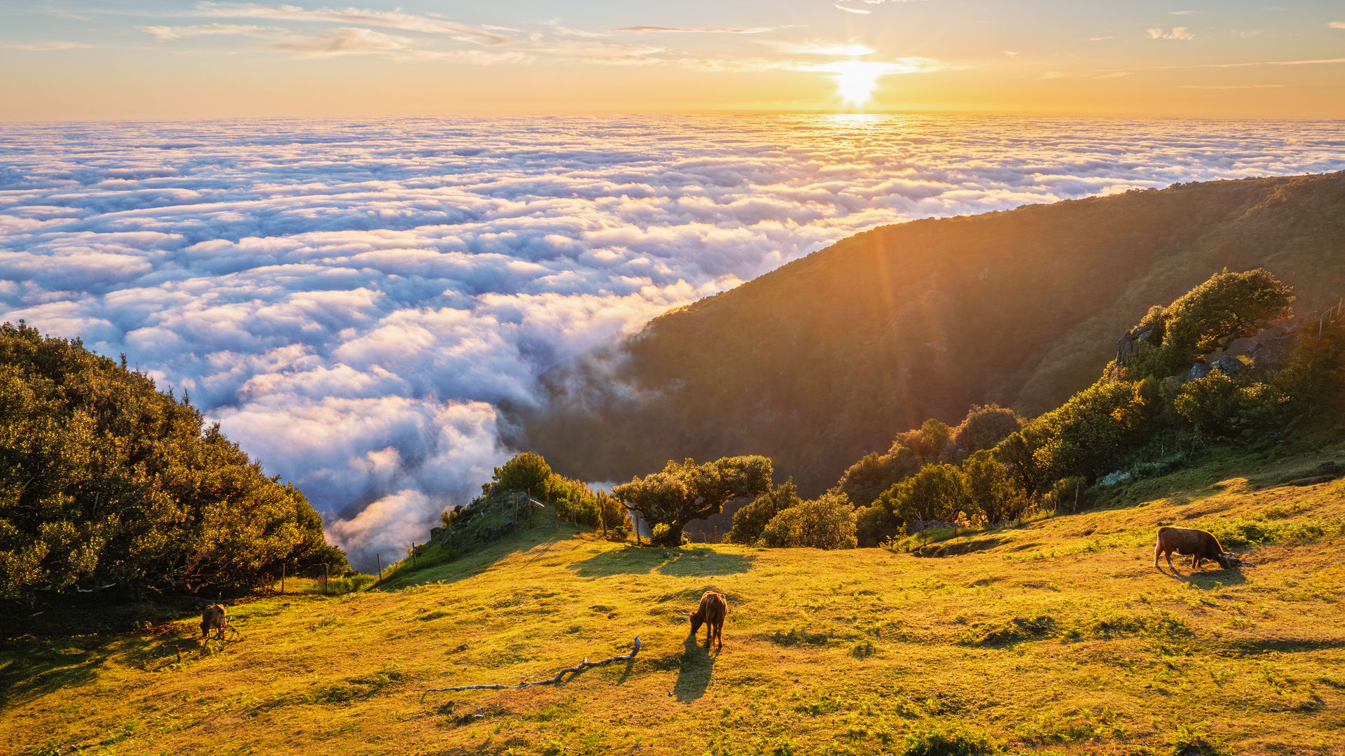 Fanal Mountain, Madeira Island