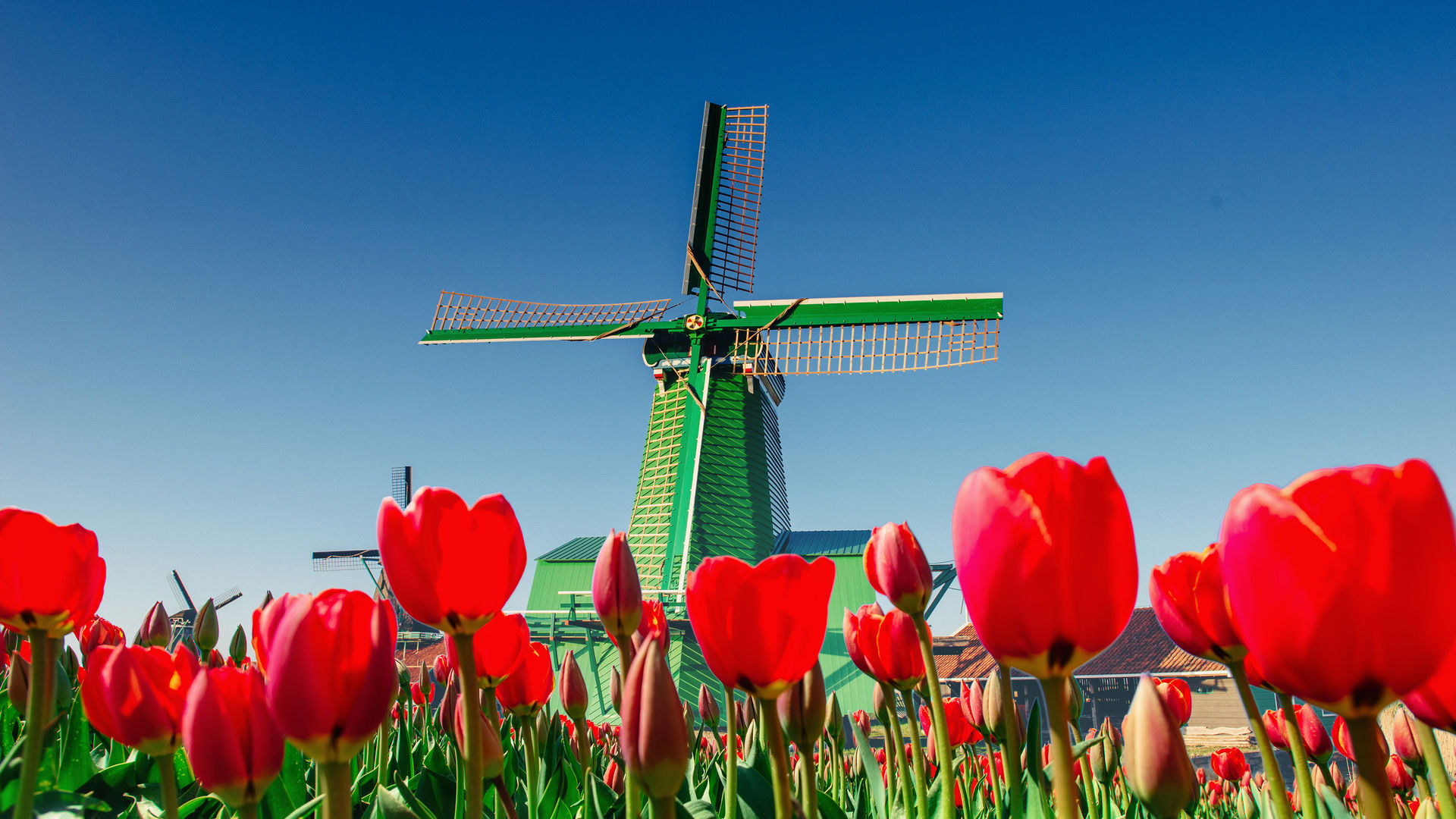 Can't Miss Holand's Tulips