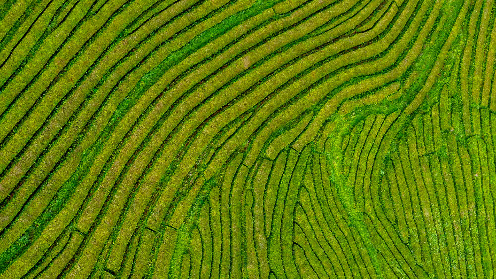 Rolling Fields of Gorreana Tea, São Miguel Island