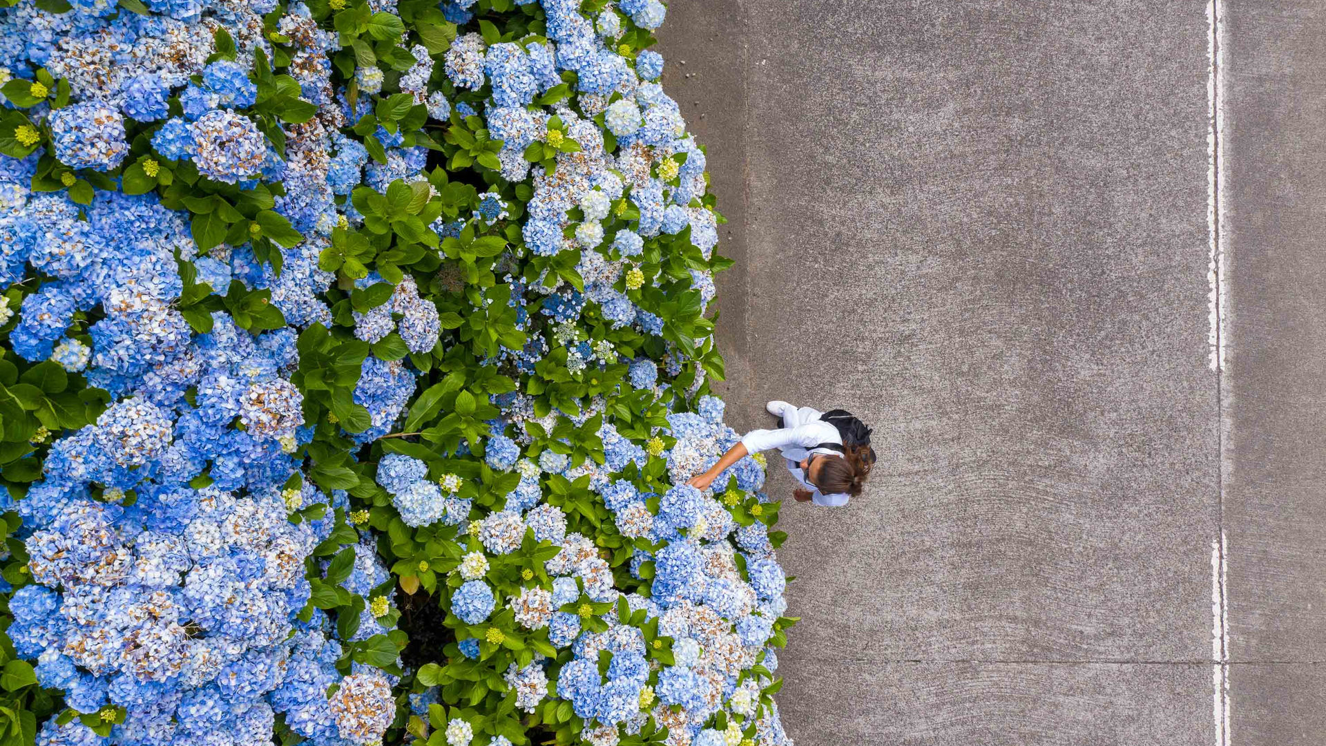 Hydrangeas, São Miguel Island, The Azores