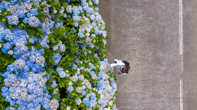 Hydrangeas, São Miguel Island, The Azores